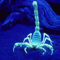 Blue Scorpion