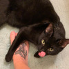 ArkadeKitty