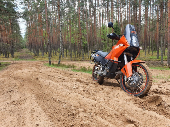 Forest dunes