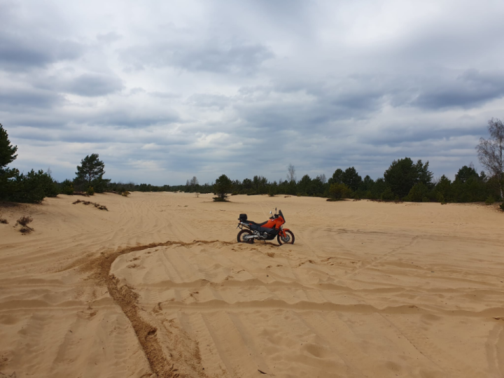 Forest dunes