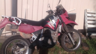 Kawasaki KLR 650 - Bush pig
