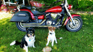 Yamaha V Star 1300