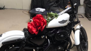 Harley-Davidson Sportster 883 - White Boy