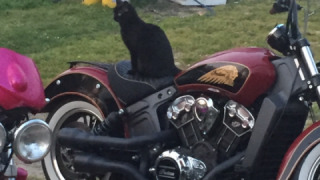 Indian Scout