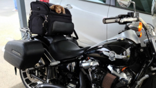 Harley-Davidson Fat Boy - Black Velvet 
