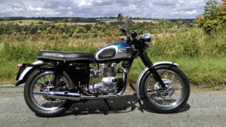 Triumph Tiger T100 - Basil