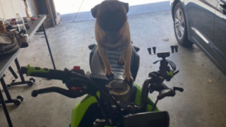 Honda Grom MSX125 - Grom