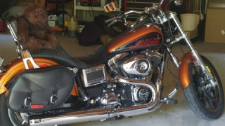 Harley-Davidson Low Rider - Amber