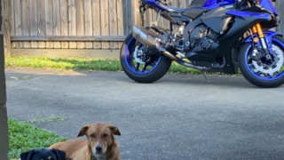 Yamaha YZF R1