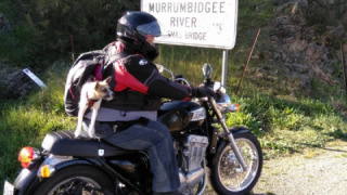 Triumph Thunderbird