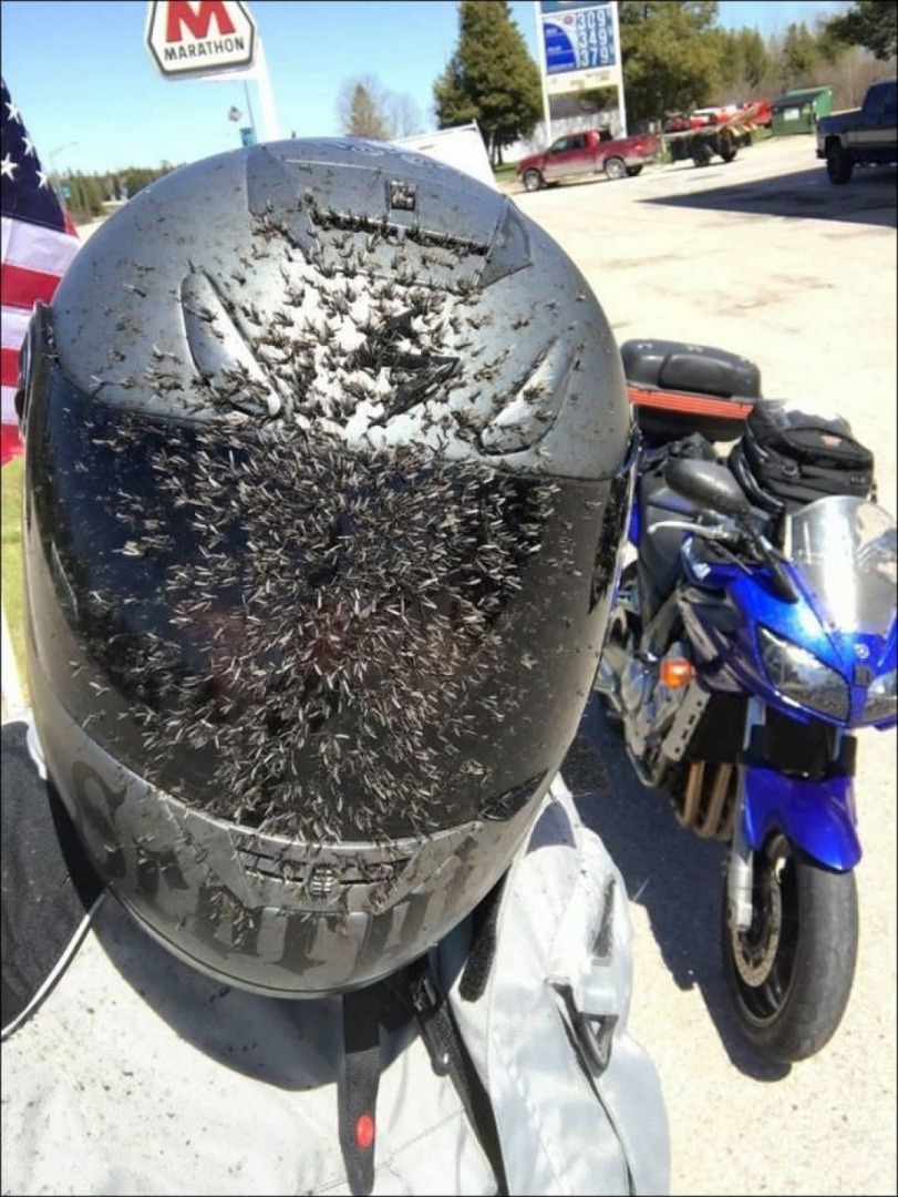 Motorcyclist - insect bait