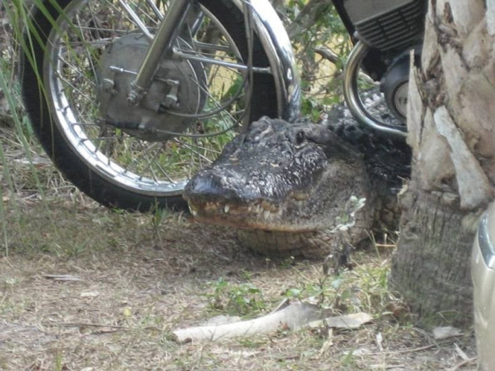 Anti-theft system in Florida