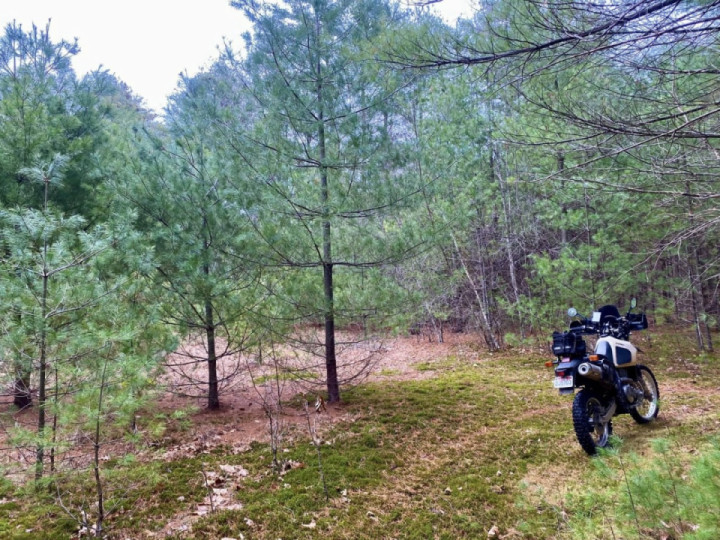 Pine grove groove