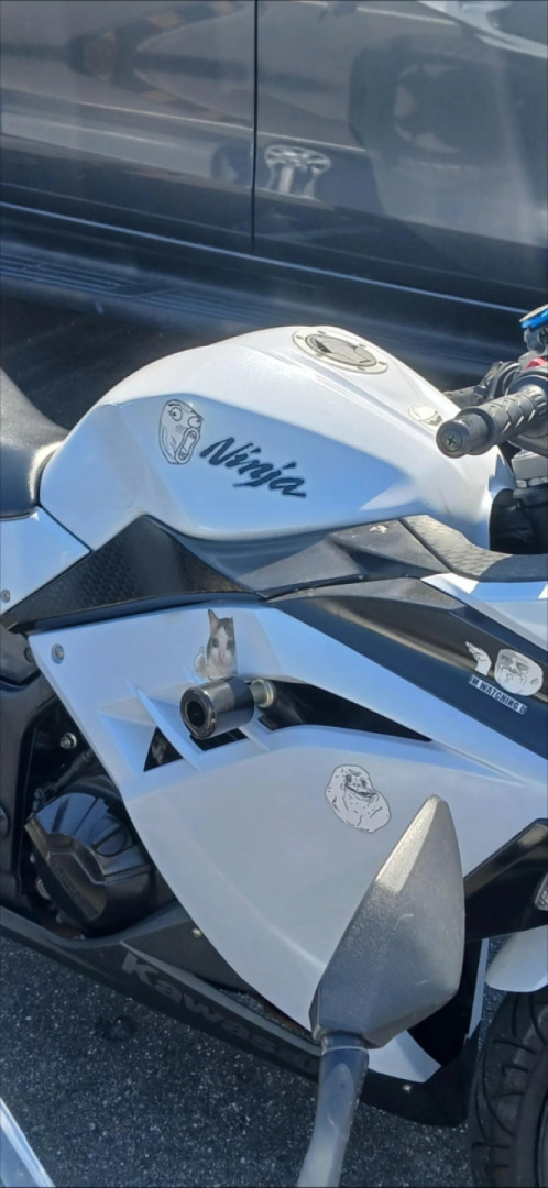 Most intellectual ninja rider 