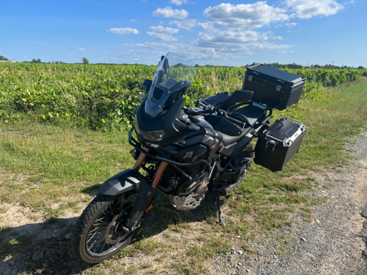 Dans les vignes
