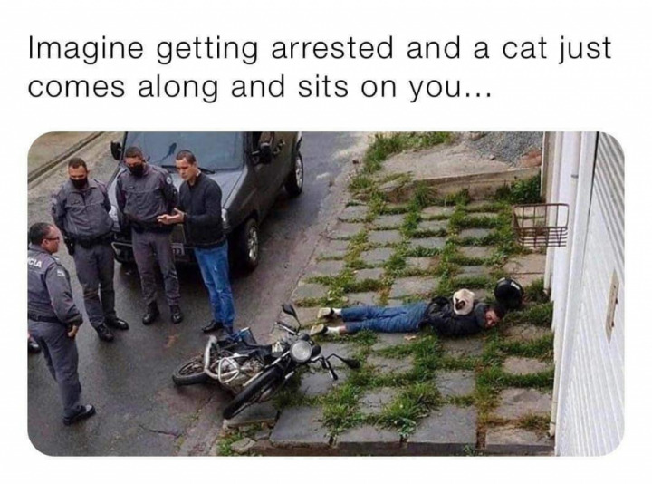 Those cats