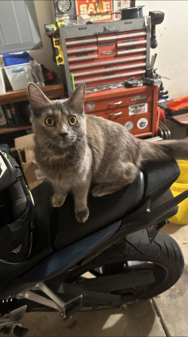 New passenger?