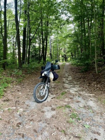 Harvard Forest romp