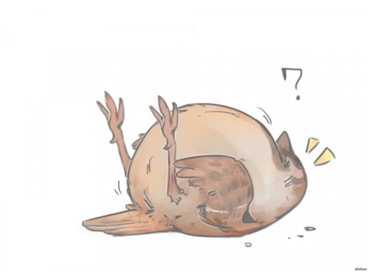 Sorry for the bird.