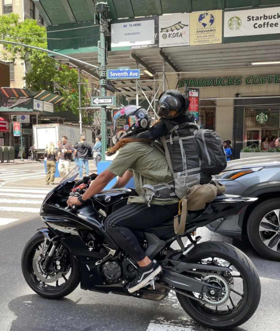 Dog on a motorcycle in NYC