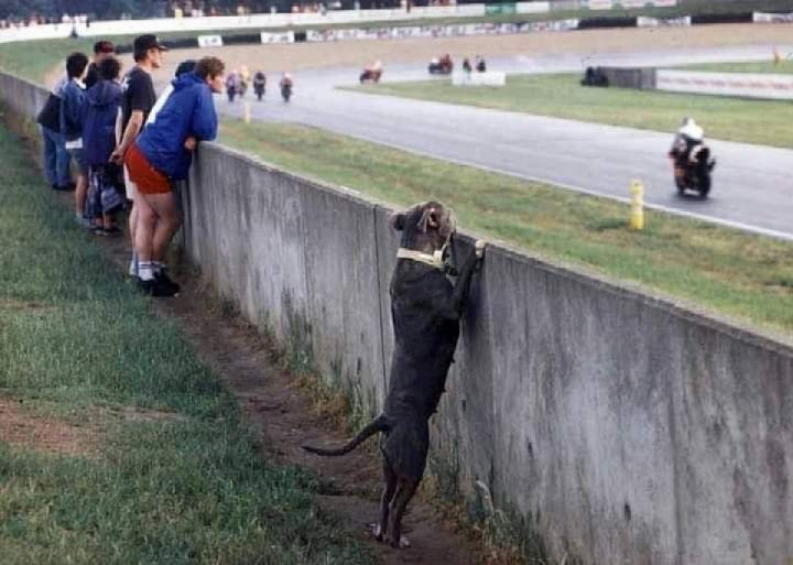 Motorcycle racing attracts every kind of fan ??