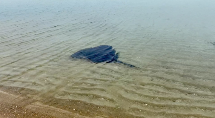 Spotted Stingray at Safety Beach via Esplanade