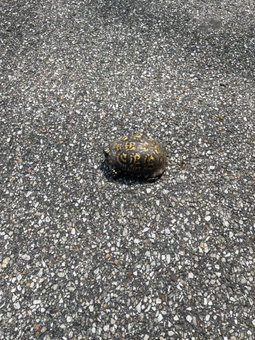 Stopped to help a turtle cross the road??
