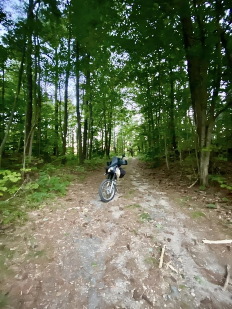 Harvard Forest romp
