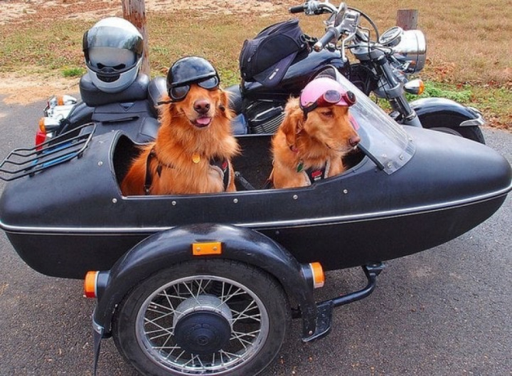 Helmet for dogs, questions and answers
