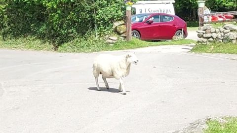 Being Sheepish at Widdecombe in the Moor