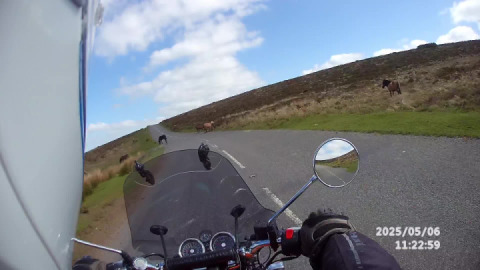 Treating the Dartmoor locals with respect.