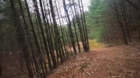 Pine grove groove