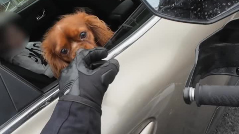 Traffic head scratchies