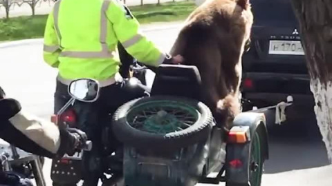 Bear rides motorcycle & waves to people ?