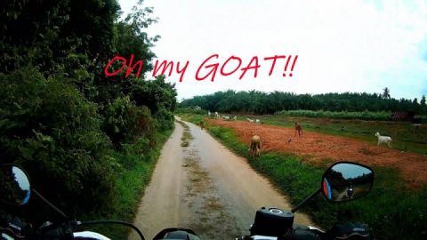 Stock harley on offroad