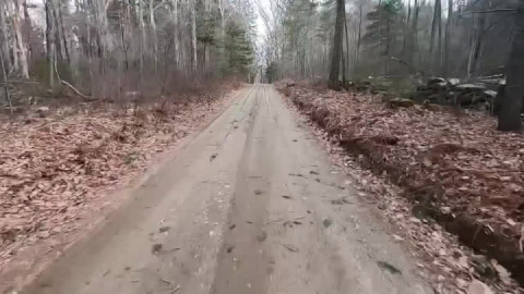 Forest Explorest