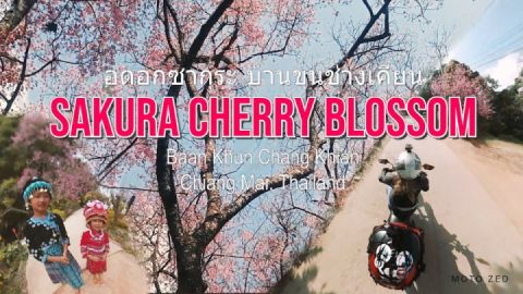 Sakura Cherry Blossom - Baan Khun Chang Khian, Chiang Mai, Thailand ??