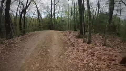 Flintstone Route with bones in a tree